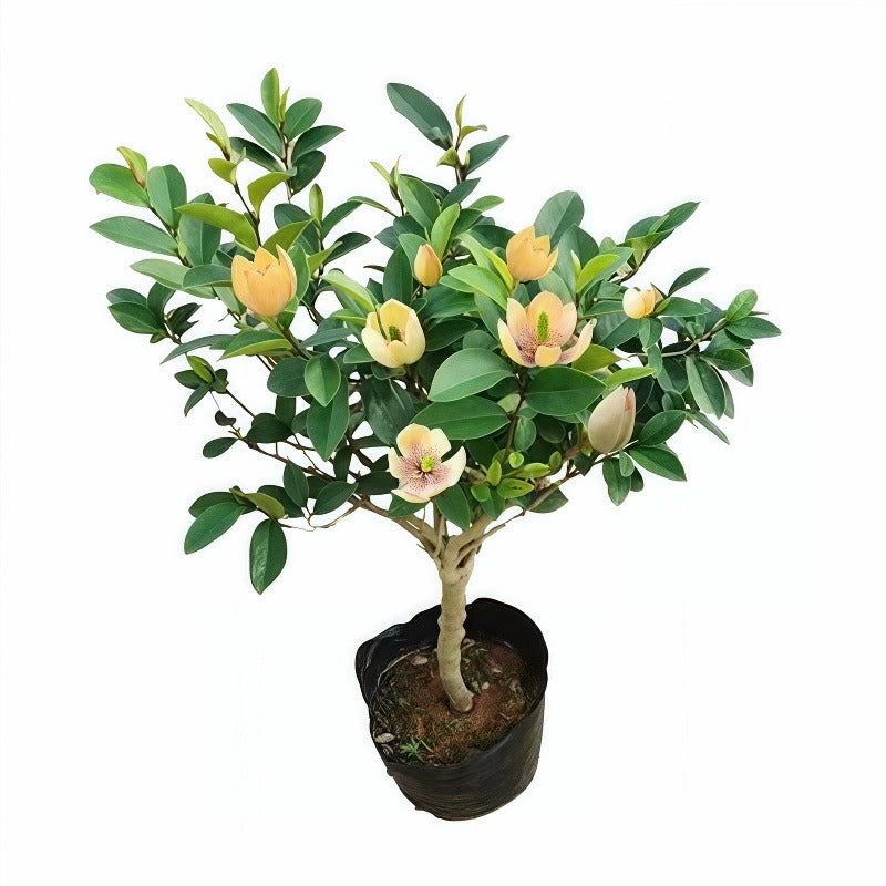 Magnolia Figo (Banana Shrub)