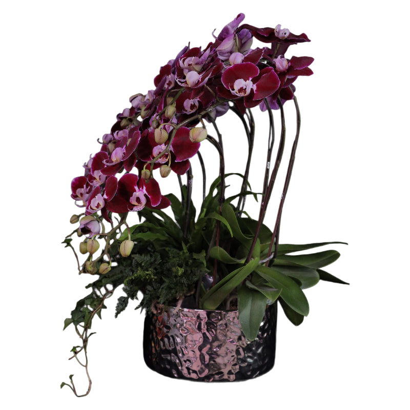 Phalaenopsis Orchid Arrangement - Spotted Art Phantom Shadow
