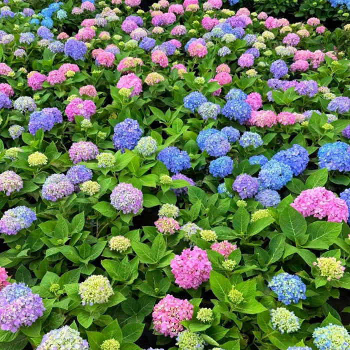 Hydrangea Macrophylla