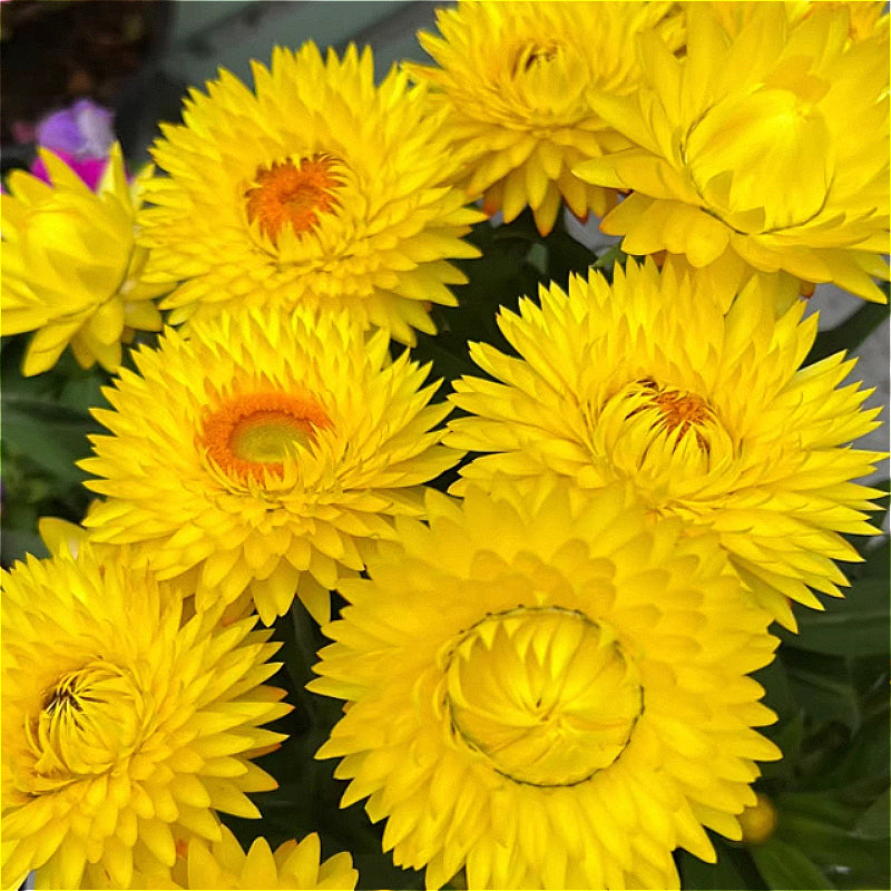 Xerochrysum Bracteatum