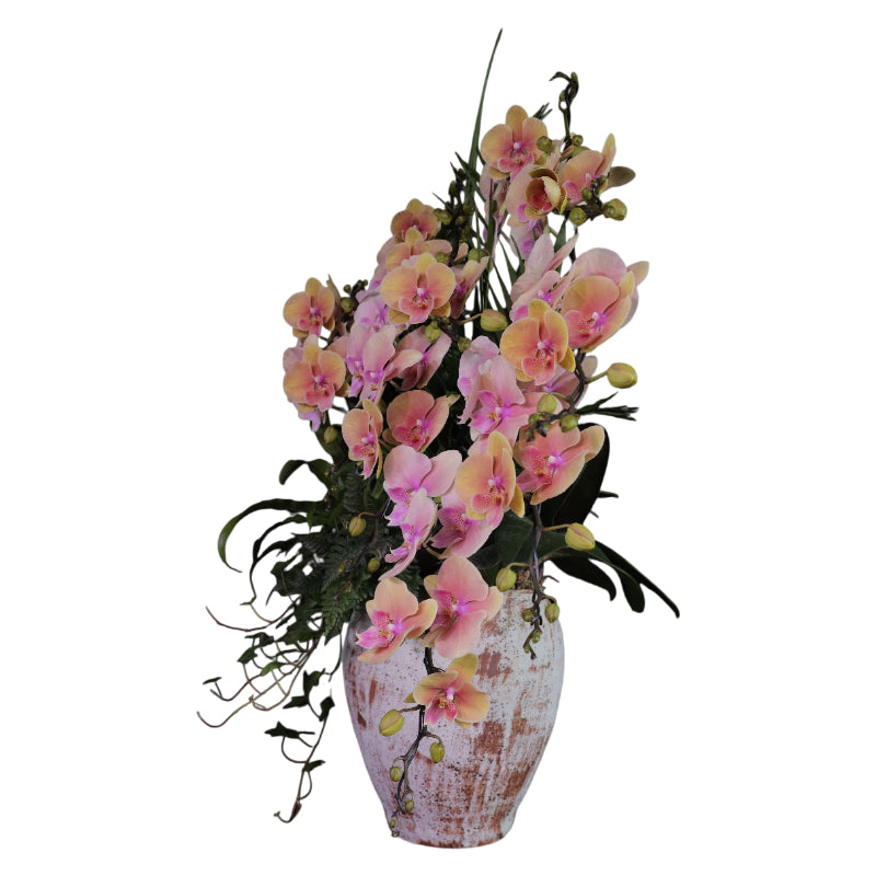 Peach Blush Orchid – Unique Potted Phalaenopsis Plant