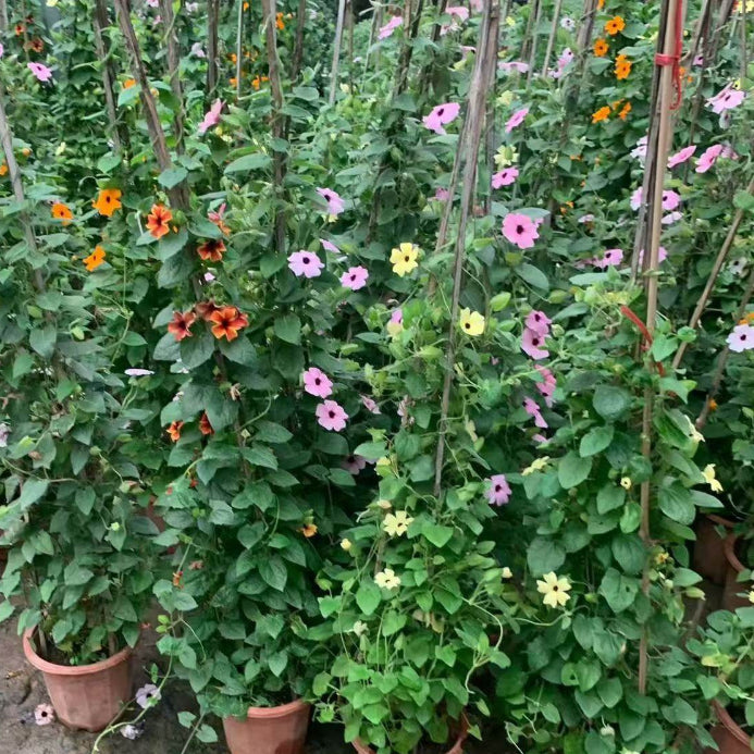 Thunbergia Alata (Black-Eyed Susan Vine)