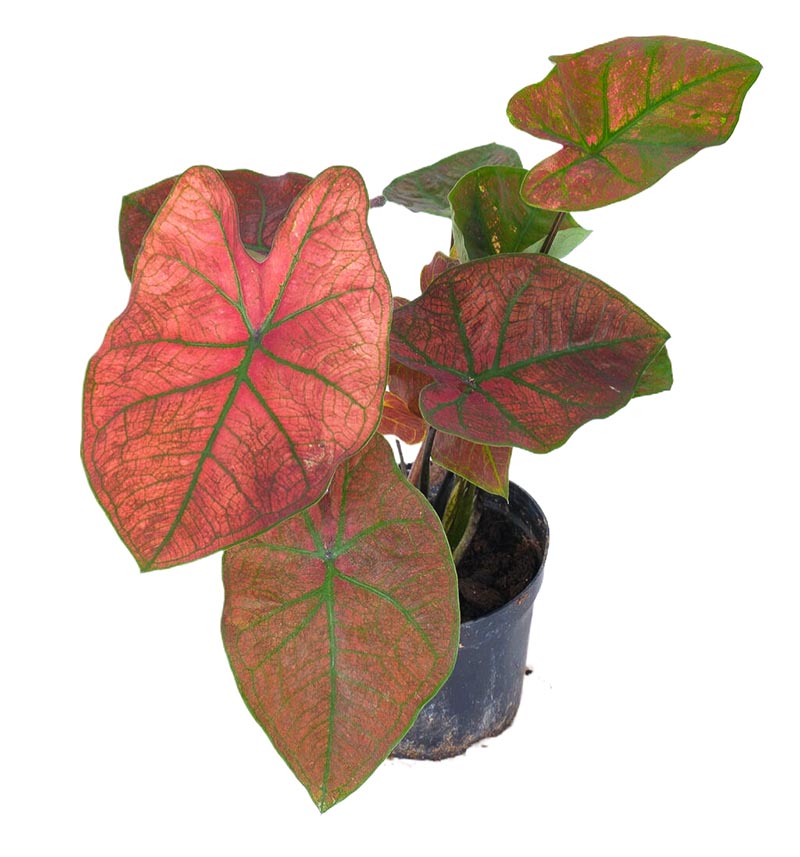 Caladium bicolor (Heart of Jesus plant)