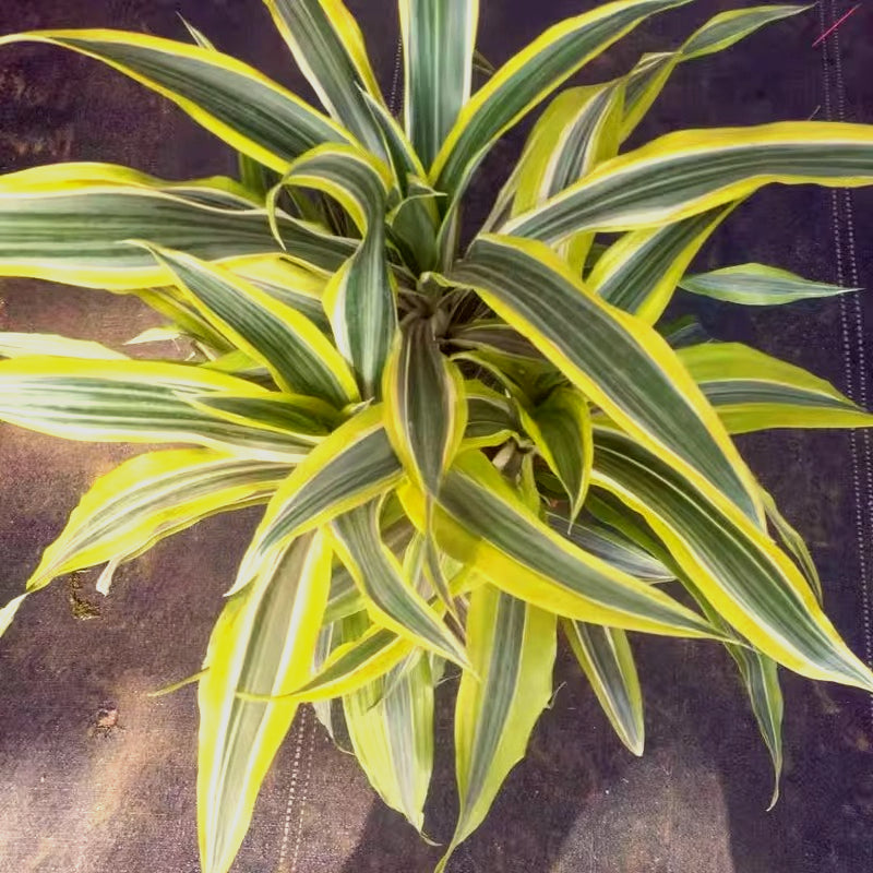 Dracaena Fragrans Victoria