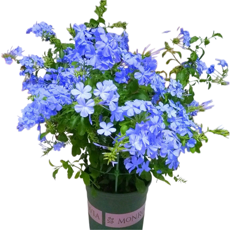 Cape Leadwort (Plumbago)