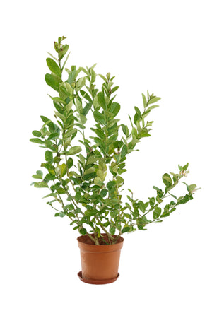 Lemon tree Garden Plus