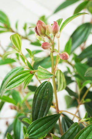 Glory Bush Garden Plus