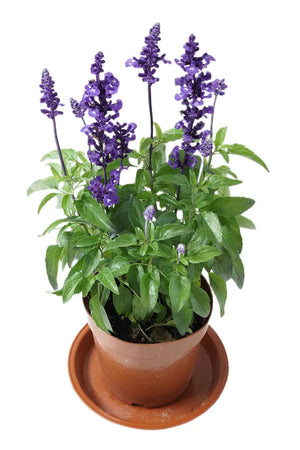 Salvia farinacea Benth Garden Plus