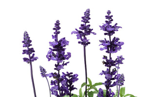 Salvia farinacea Benth Garden Plus
