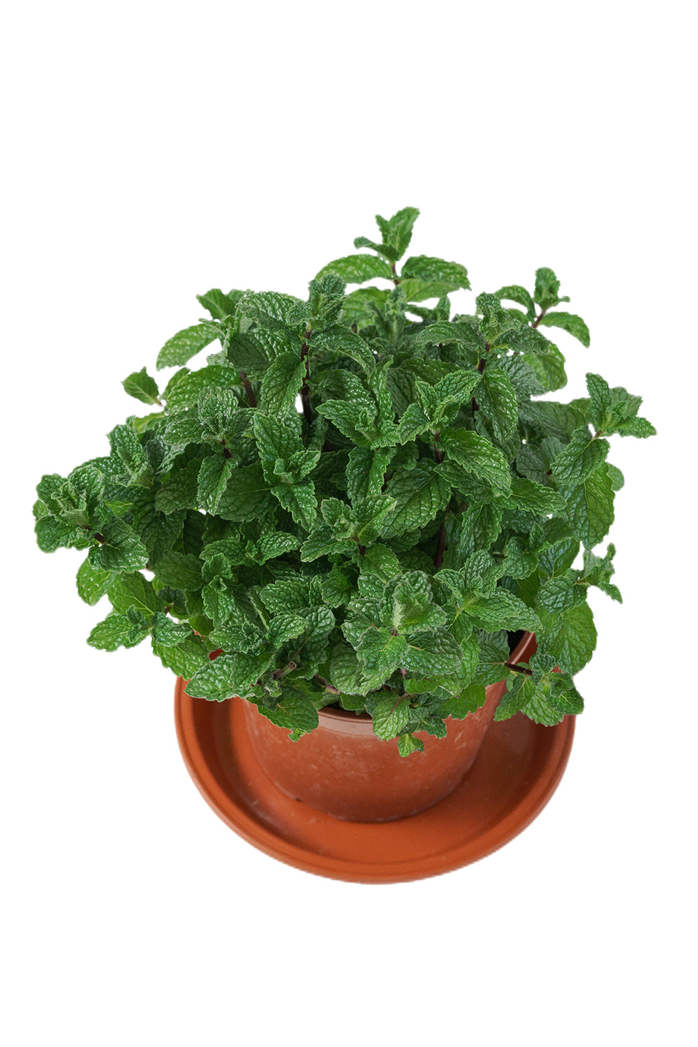 Mint Garden Plus