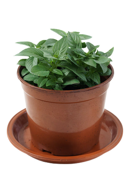 Thai Basil (Potted Plant)