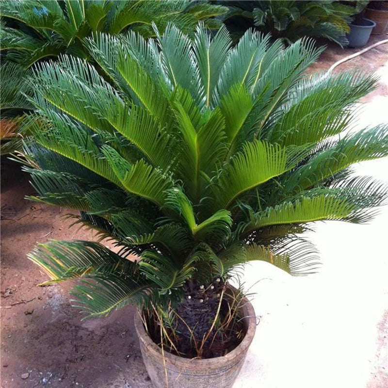 Potted Cycas Revoluta (Sago Palm)