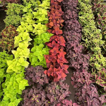 彩葉草(Coleus scutellarioides)