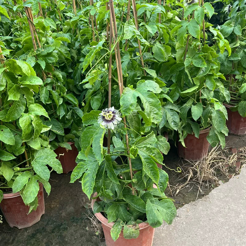 Golden Passion Fuit Tree