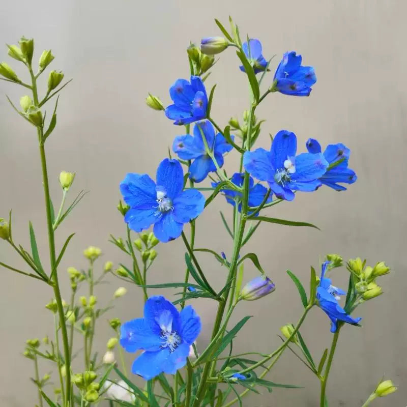Delphinium Ajacis