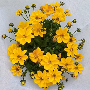 木茼蒿/灌木雛菊(Euryops chrysanthemoides)