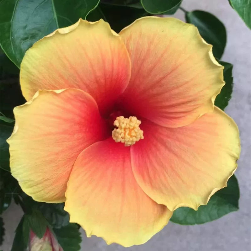 Chinese Hibiscus