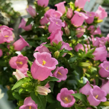 風鈴草/坎特伯里鐘(Campanula medium)