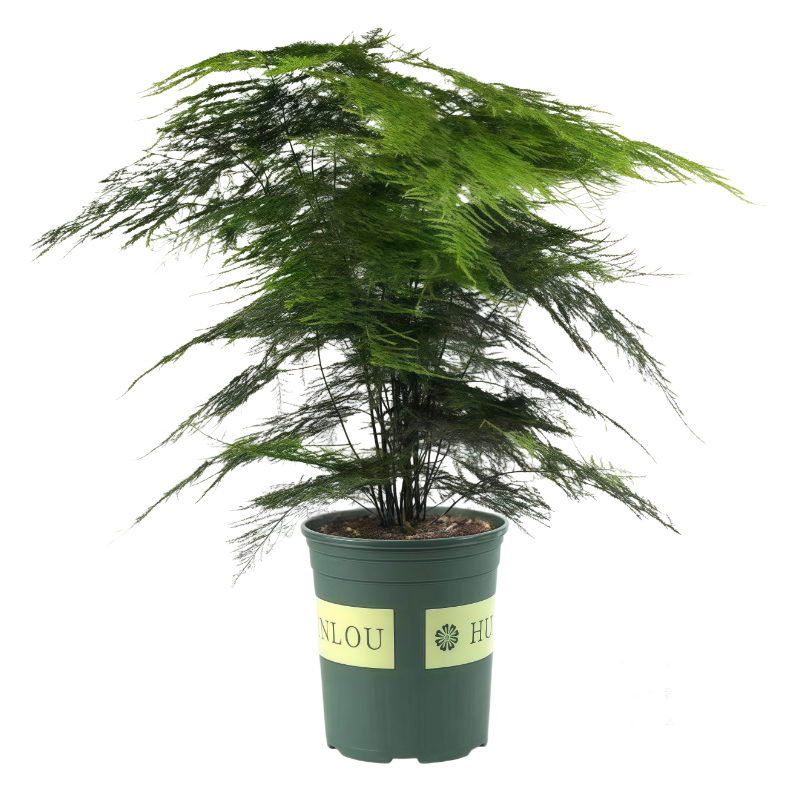 Asparagus Fern