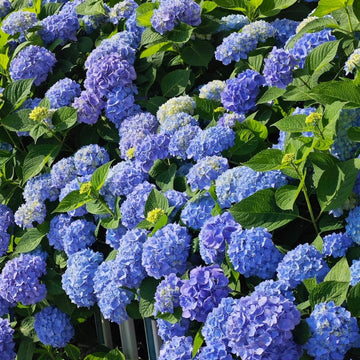 大葉繡球花(Hydrangea macrophylla)