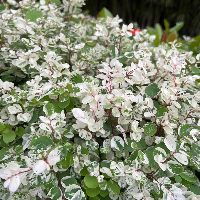 Breynia Disticha 'Minima'