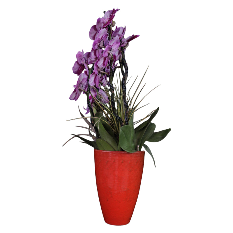 Fire Love Phalaenopsis Orchid – Stunning Floral Arrangement