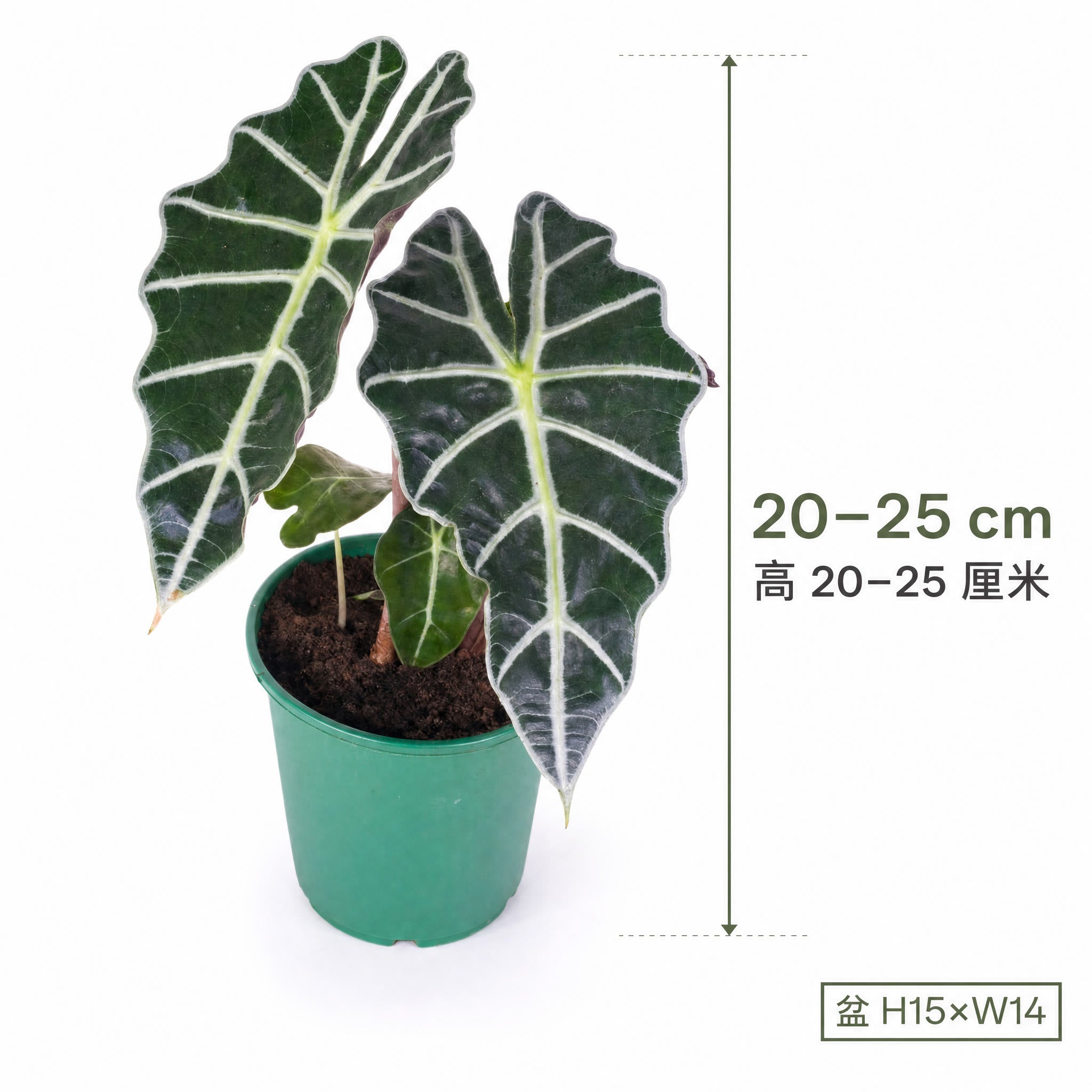 Alocasia Amazonica — size