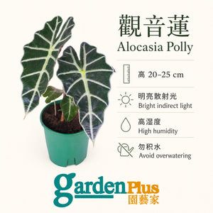 Alocasia Amazonica — care