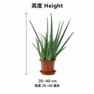 Aloe Vera — size