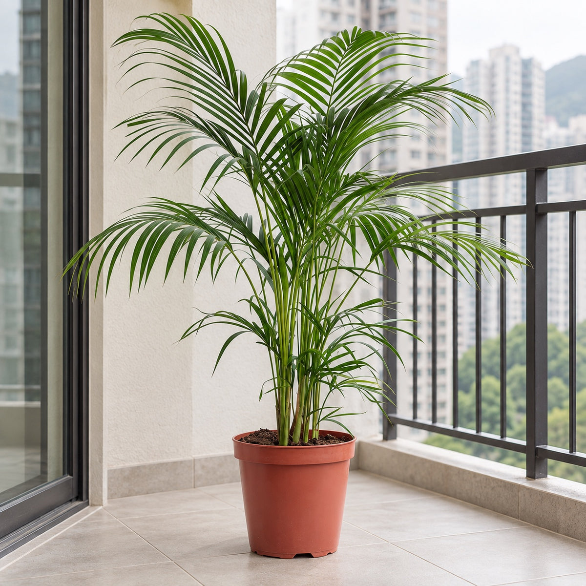 Areca Palm in a nursery pot on a sheltered balcony / 散尾葵露台擺放參考