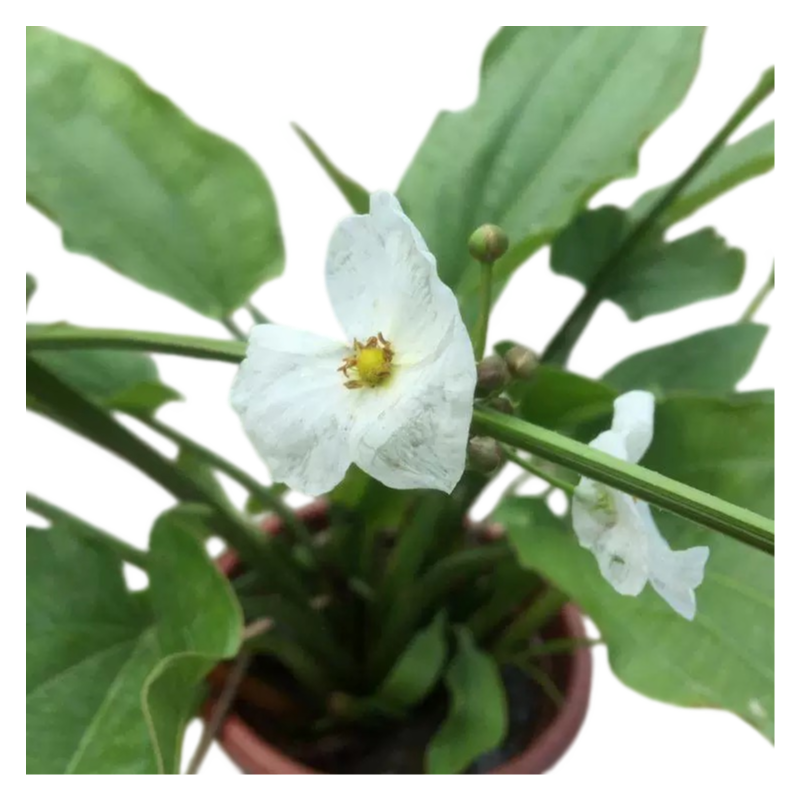 Alisma Plantago-aquatica (Water Plantain)