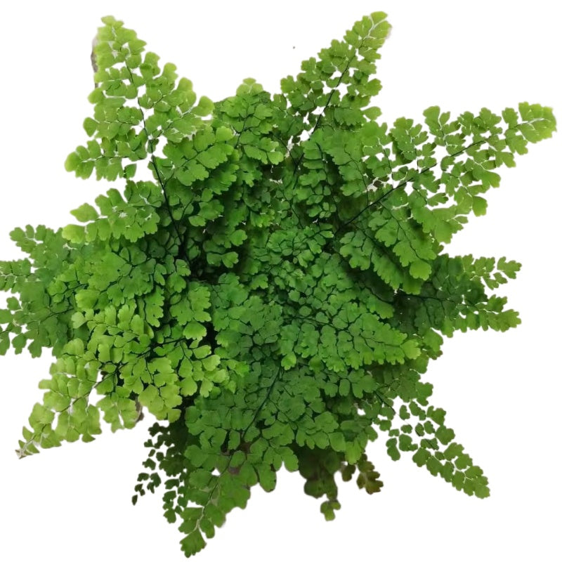 Maidenhair Fern