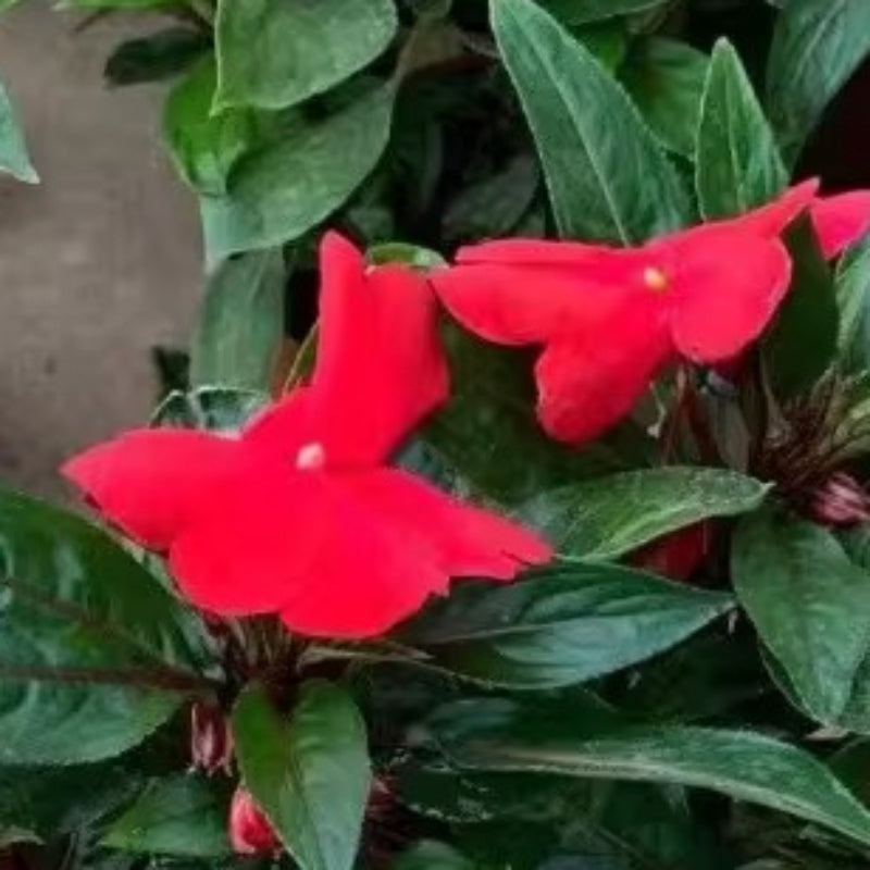 Impatiens Hawkeri