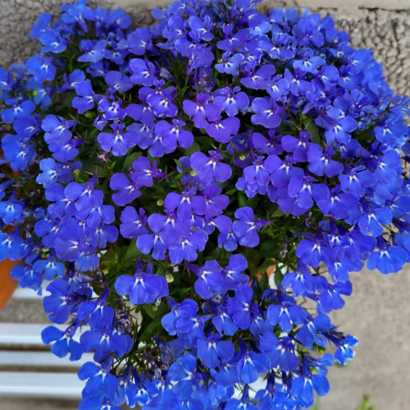 Lobelia Erinus