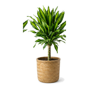 Corn plant in a bamboo basket planter