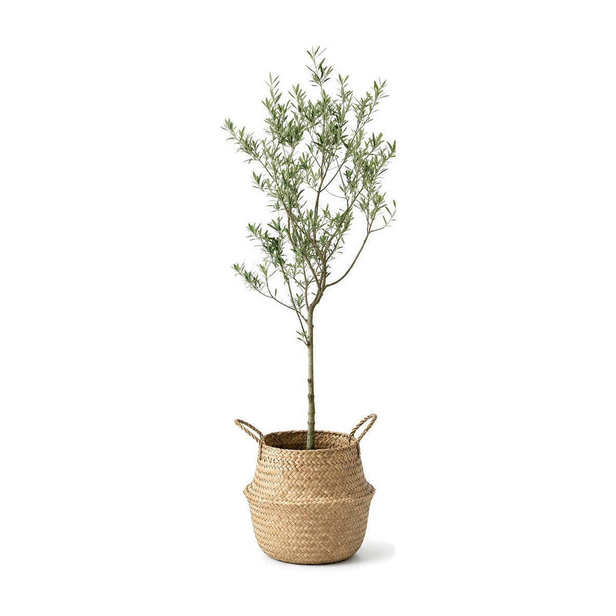 Indoor olive tree planted in a bamboo basket
