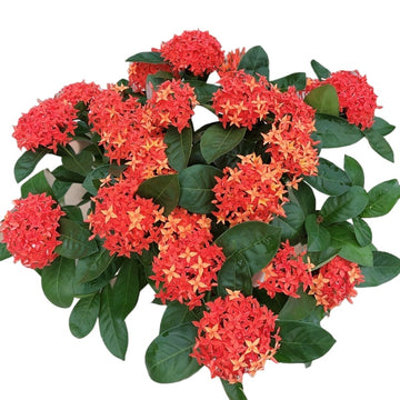Ixora Chinensis
