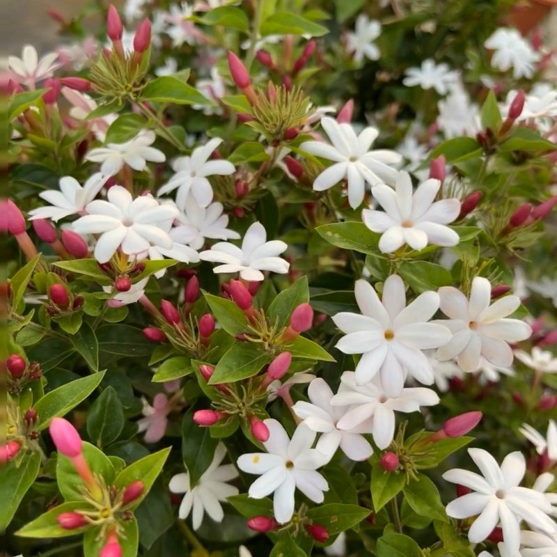 Trachelospermum Jasminoides (Star Jasmine Vine)