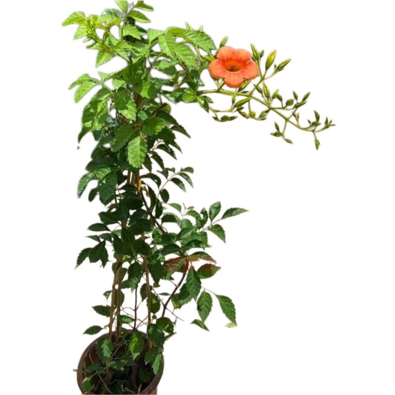 Chinese Trumpetcreeper