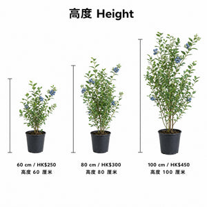 Blueberry Plant — size