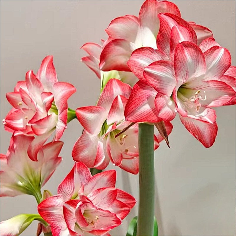 Hippeastrum Rutilum | Red Amaryllis Christmas Plant Hong Kong