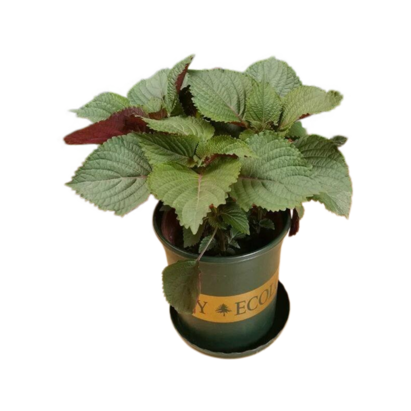 Perilla frutescens (Perilla / Shiso)