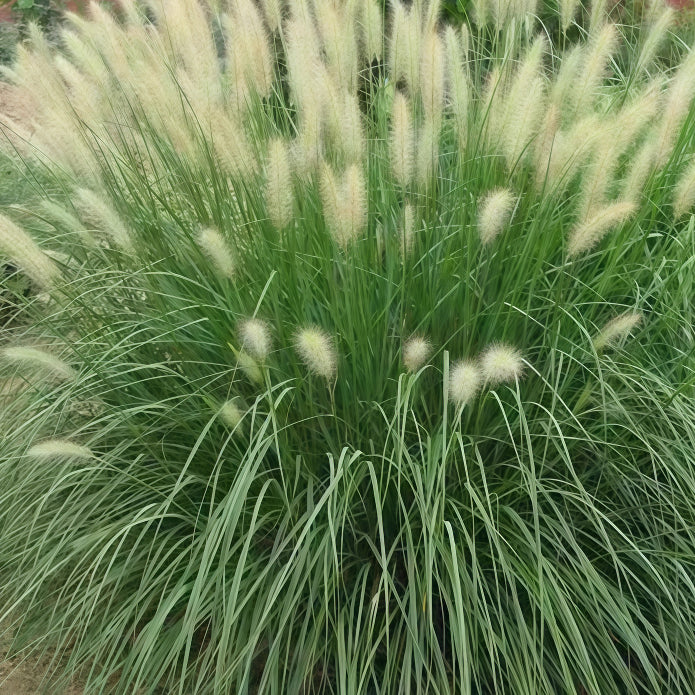 Pennisetum Alopecuroides 'Little Bunny'
