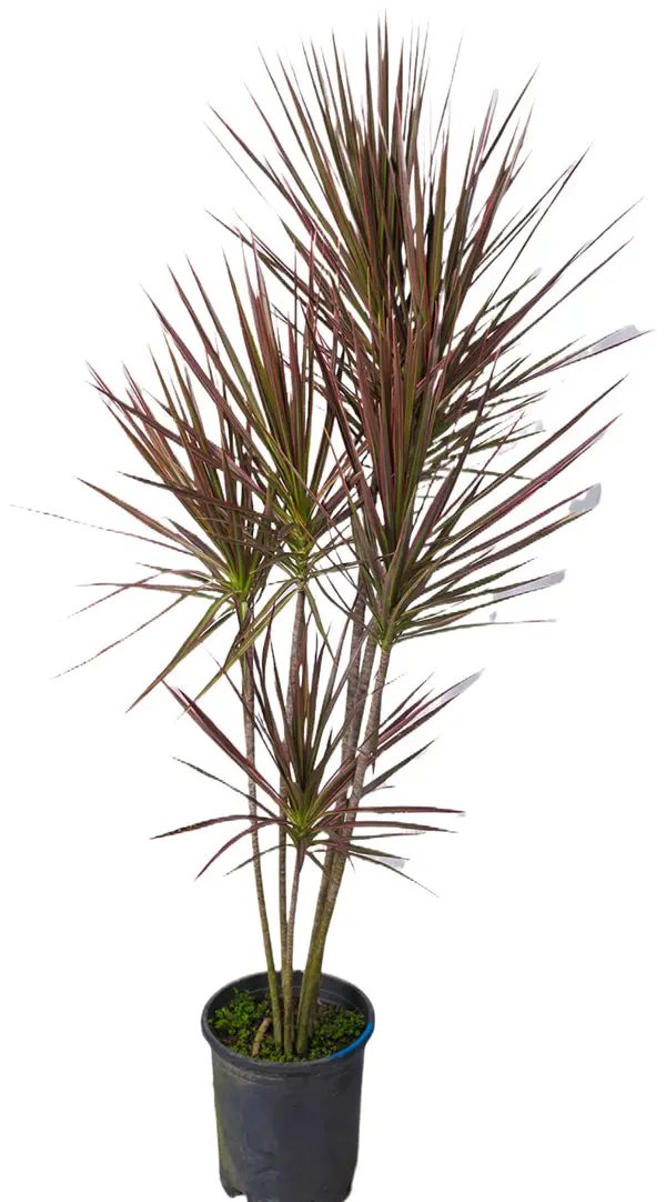 dracaena marginata 中文 三色龍血樹(Dracaena Colorama) 常綠植物- Garden Plus
