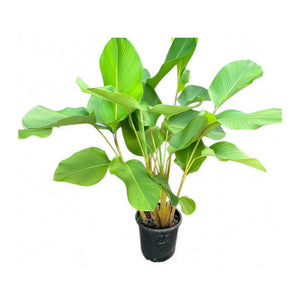 Calathea Lutea — main