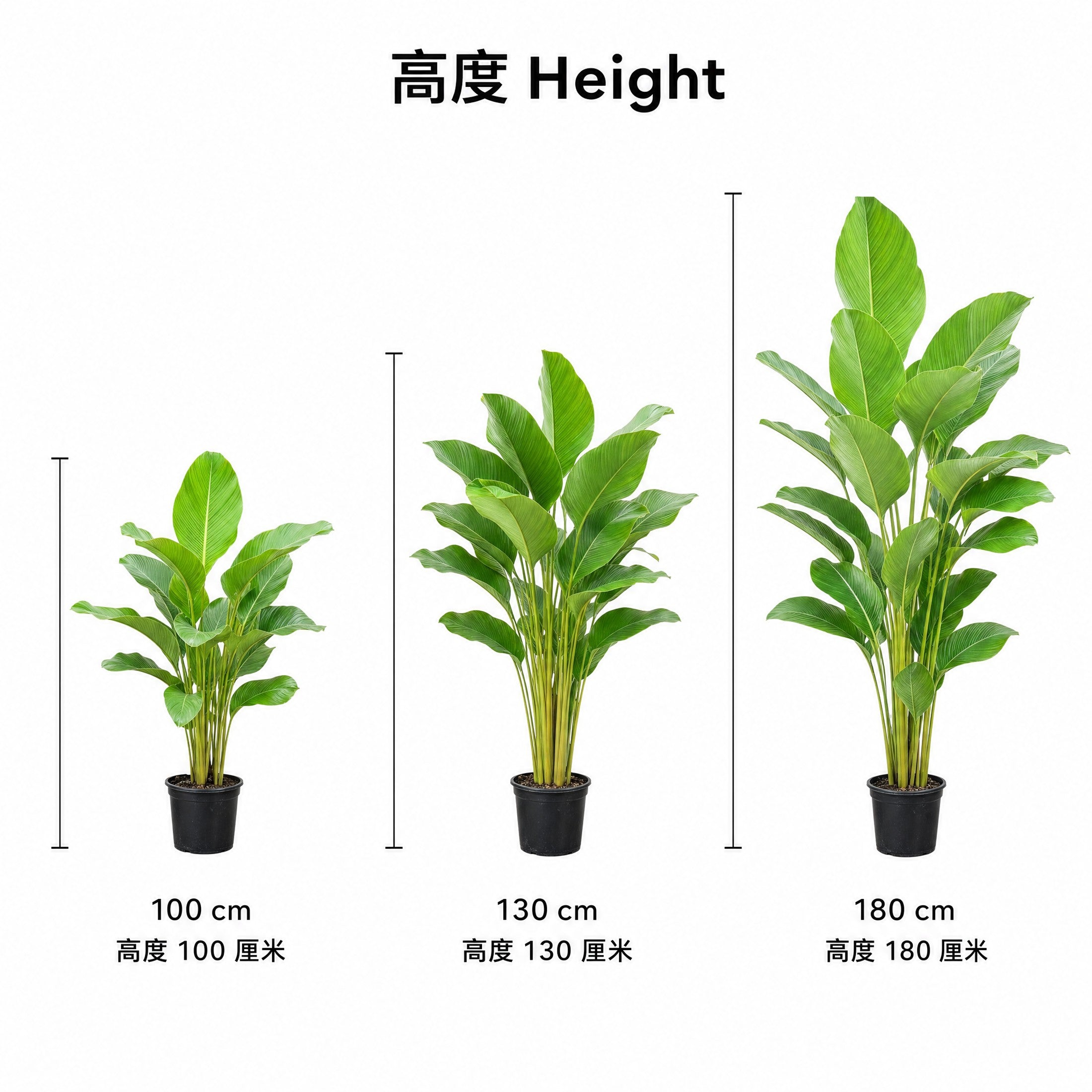 Calathea Lutea — size