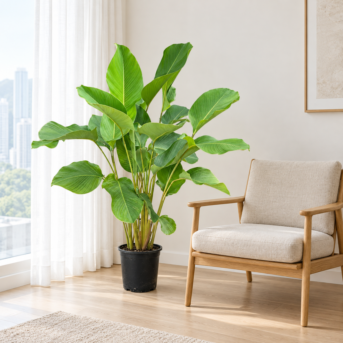 Calathea lutea beside a chair in filtered daylight