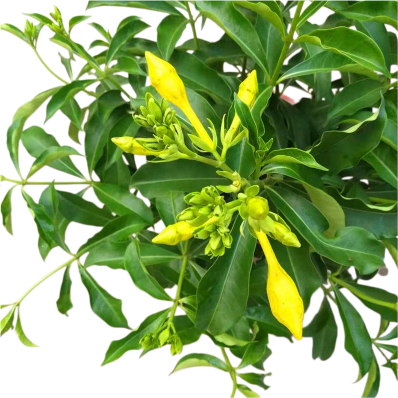 Allamanda Cathartica