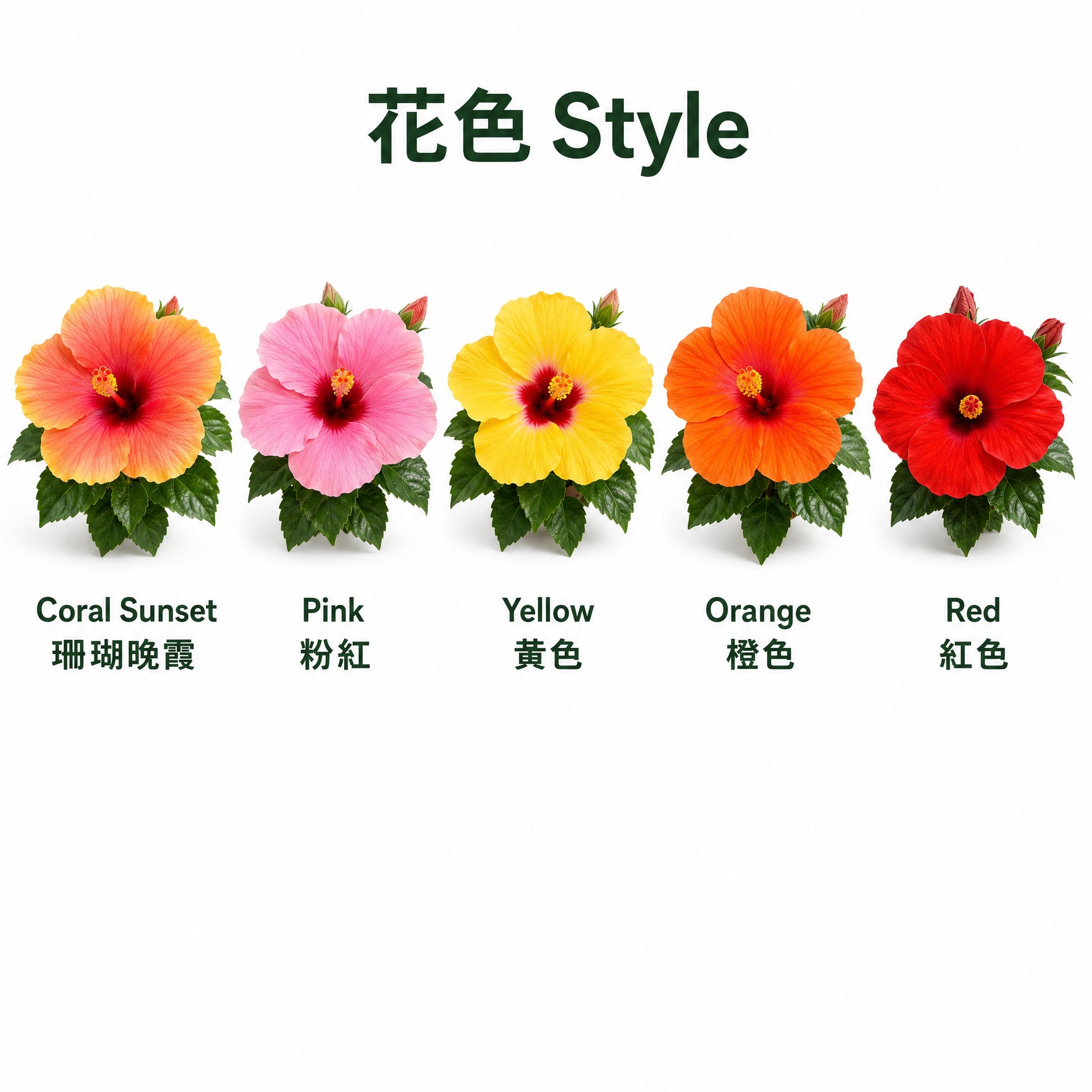 Chinese Hibiscus — styles