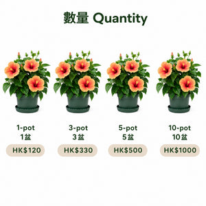 Chinese Hibiscus — quantity